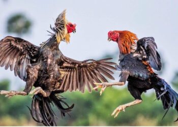 Detailed instructions on how to watch cockfighting on a computer.